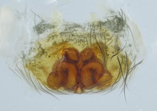 Cryphoeca silvicola